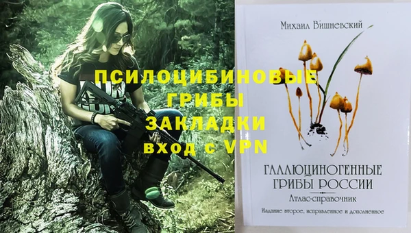 хмурый Аркадак
