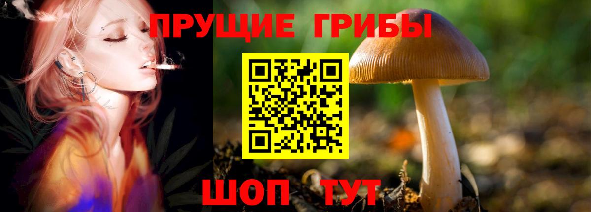 Галлюциногенные грибы Psilocybine cubensis  Вход с VPN  Галлюциногенные грибы Cubensis  Рубцовск 